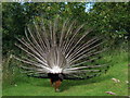 Peacock  rear view