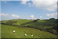 Pasture near Beili farm