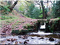 Buckden wood