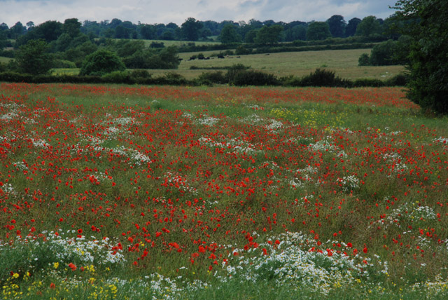 Poppies in Lower Catesby
