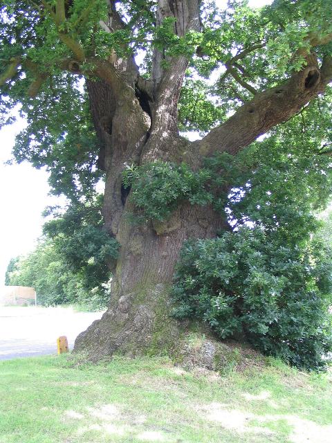 The Baginton oak