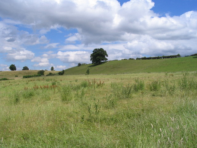 Grasses and grazing near Baginton