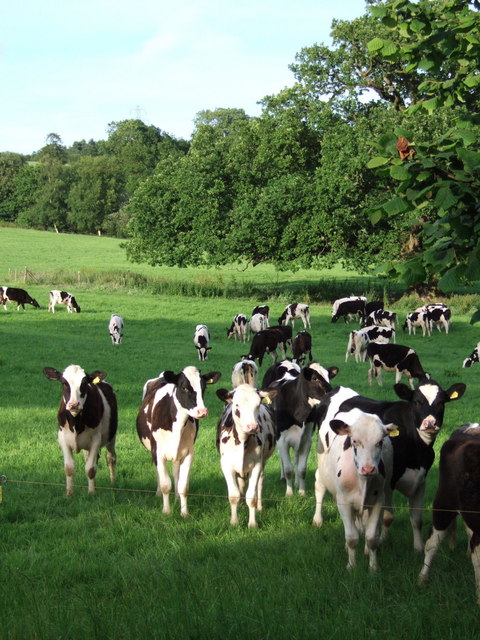 Bullocks at Home Farm