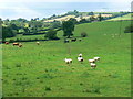 Pasture near Blackrock