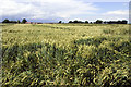 Corn Field