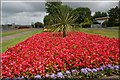 Flower beds, Scarva (2)