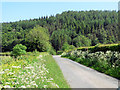 Attractively untamed road verges