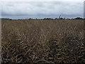 Oilseed Rape (Canola)