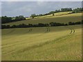 Farmland, Clarendon Park