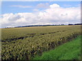 Field of wheat