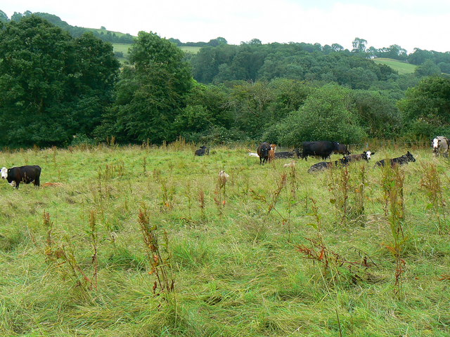 Cattle in a field near Breach