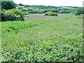 Marsh area inland from Freshwater East