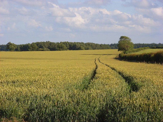 Wheat, Monxton