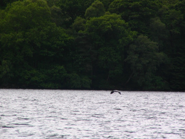 Heron on Loch Venachar