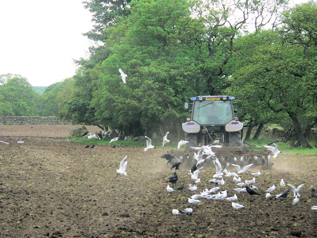 Seagulls behind the cultivations