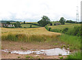 Barley crop near Pontshill