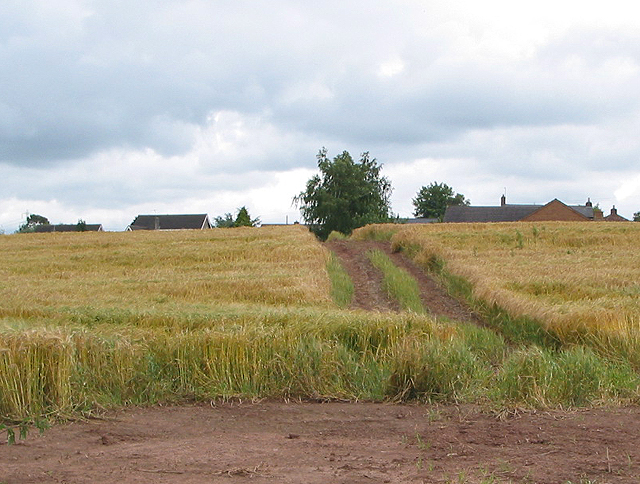 Farm track through ripening barley