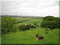 Knole Hill