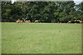 R4151 : Deer in a field at Stonehall by Philip Halling