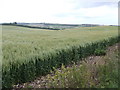 Downland east of Salisbury