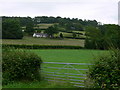 Kennel Wood - Near Llangadog