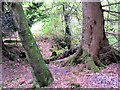 Forest on Woodhead Hill