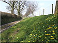 Bank of spring flowers