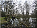 Pond near Trenewydd