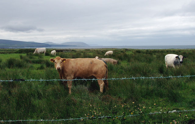 Farming by bog and coast, south of Downpatrick Head