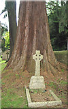 SO7119 : Huge tree base, Churchyard of St. John the Baptist by Pauline E