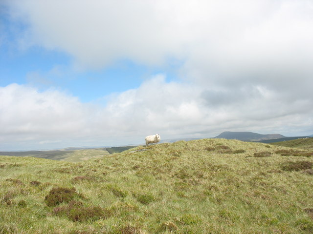 A sheep on the summit of Foel Cynfal
