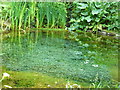 The Silent Pool, Chambercombe