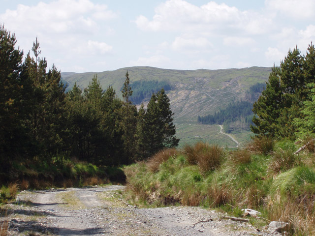 Forestry road on the Sligo Way