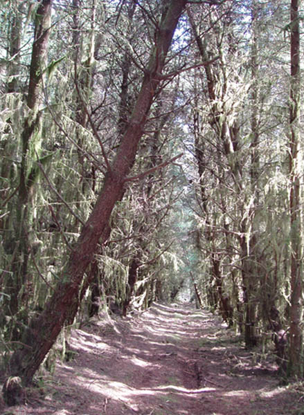 Forestry path