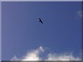 Red Kite