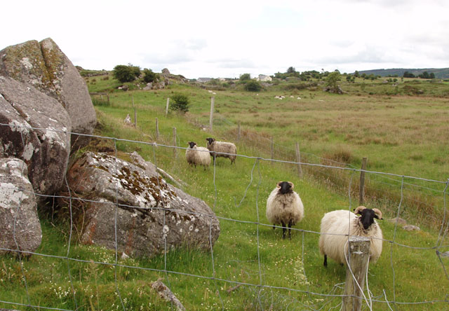 Sheep grazing on marginal land near Levallinree