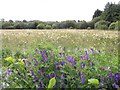 Wildflowers at Samsonagh