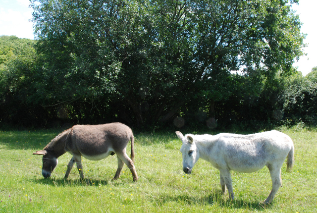 Donkeys grazing near The Marshes