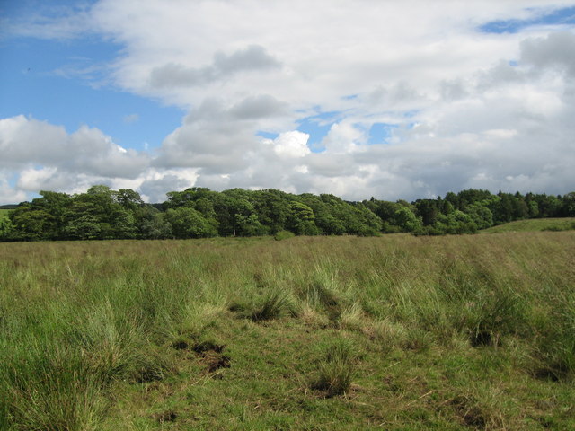 Roebank Woodland