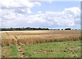 Farmland near Boxted