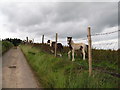 Field with coloured horses and foals