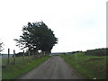 Windblown tree on Cefn Crib