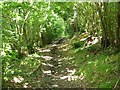 Dappled sunlight - path to Millbank through the wood