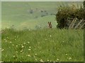 NY5152 : Rabbit Warren on Footpath by Rose and Trev Clough