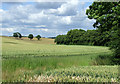 Wheat Fields near Aston Eyre, Shropshire