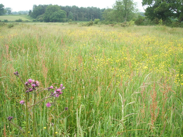 Meadows north of the River Bure on the Blickling Estate