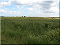 Looking across arable land to Ingleby Barwick