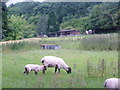 Farm buildings at Limekiln Wood