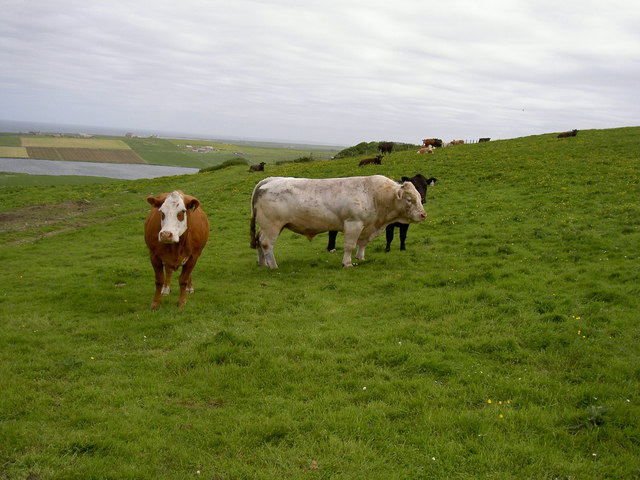 Fields near Hilldavale, Dykeside, Westray
