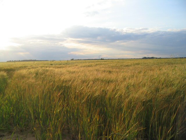 Farmland near Brauncewell, Lincs